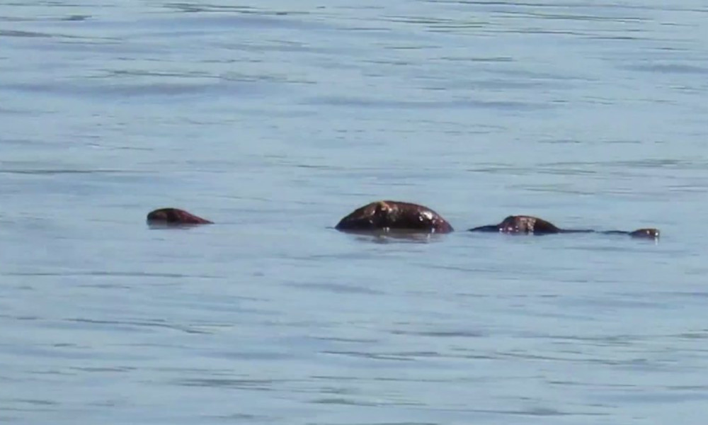 Top 15 Creepy Unknown Creatures Caught on Tape | Gamers Decide