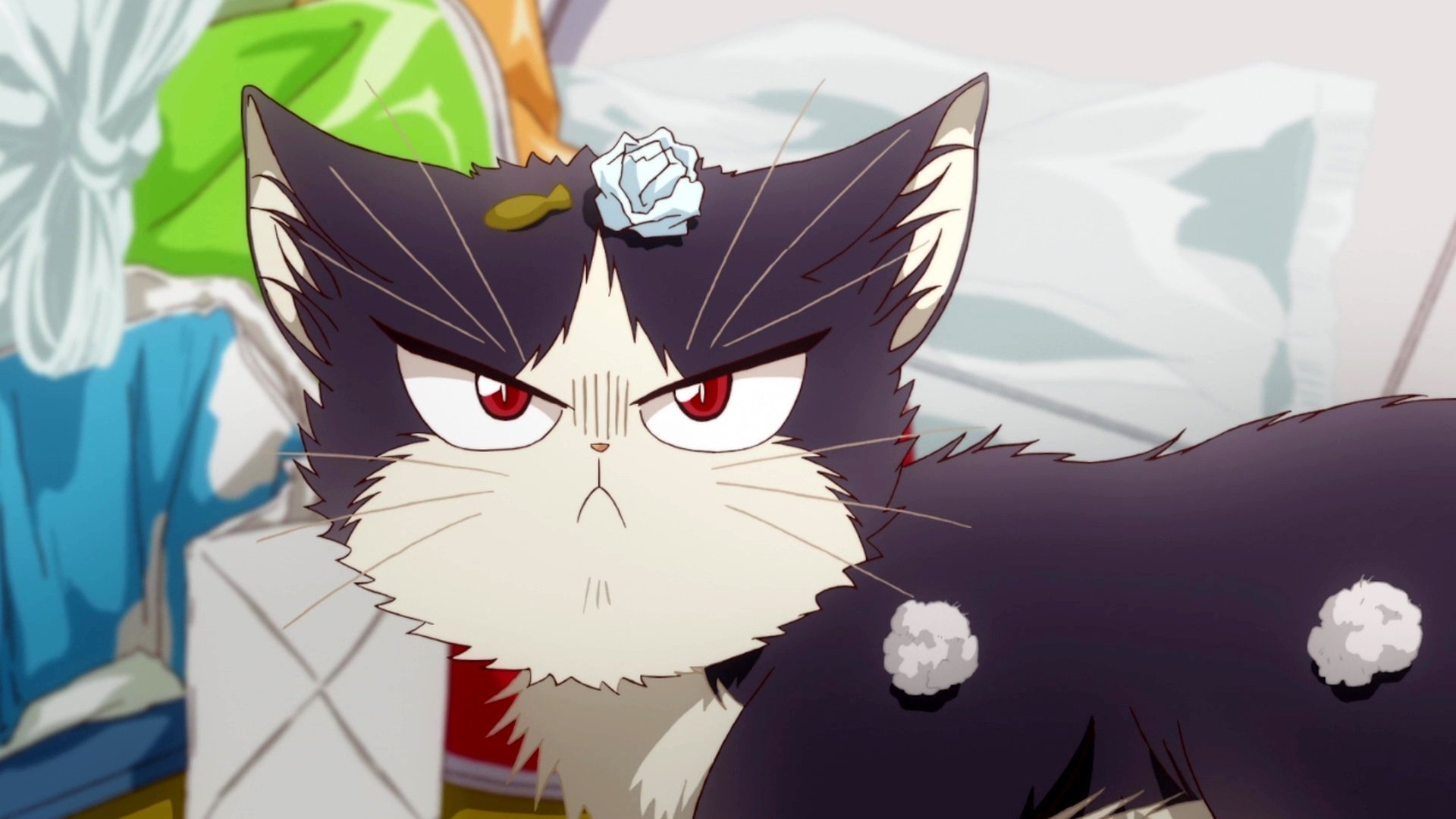 Top 50 Best Anime Cats Most Popular of All Time