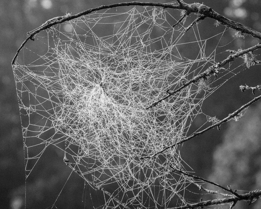 A spider's web hung between the branches of a tree