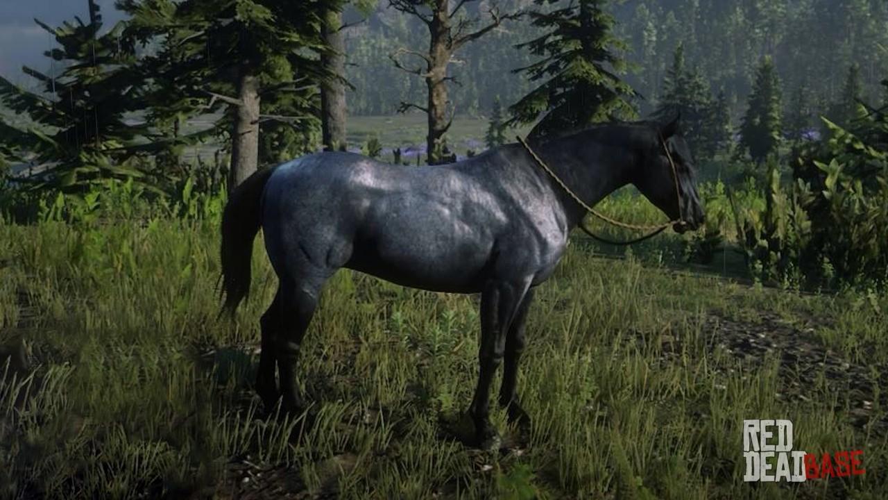 Мустанг рдр. Нокота РДР 2. Нокота лошадь рдр2. Rdr 2 Нокота бело пегая. Rdr 2 Dutch Warmblood.