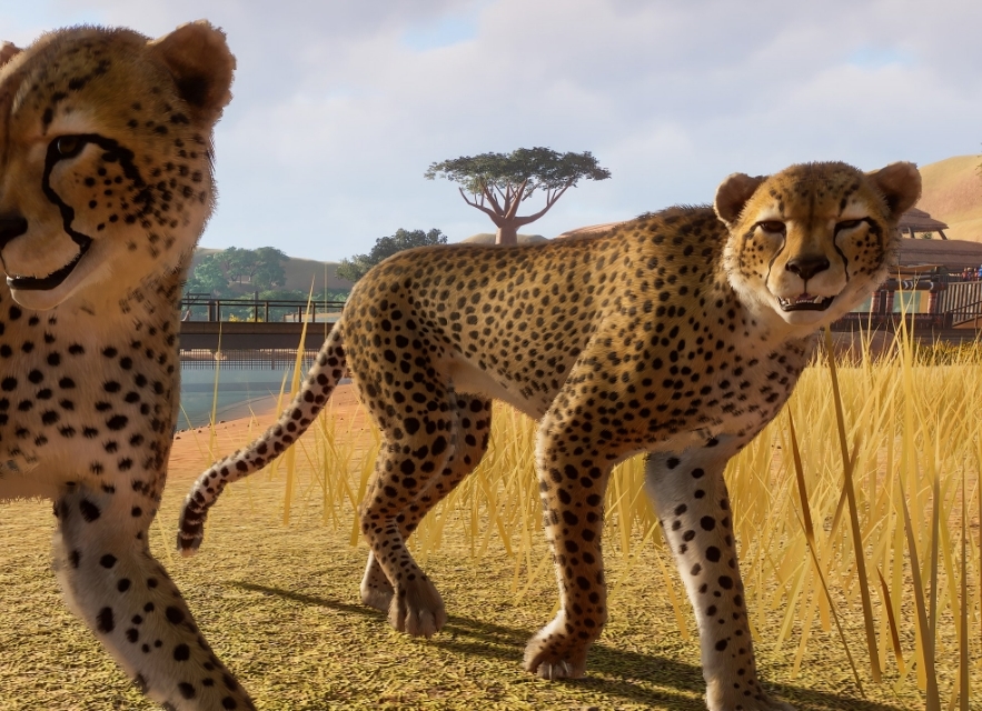 [Top 10] Zoo Best Starting Animals Gamers Decide