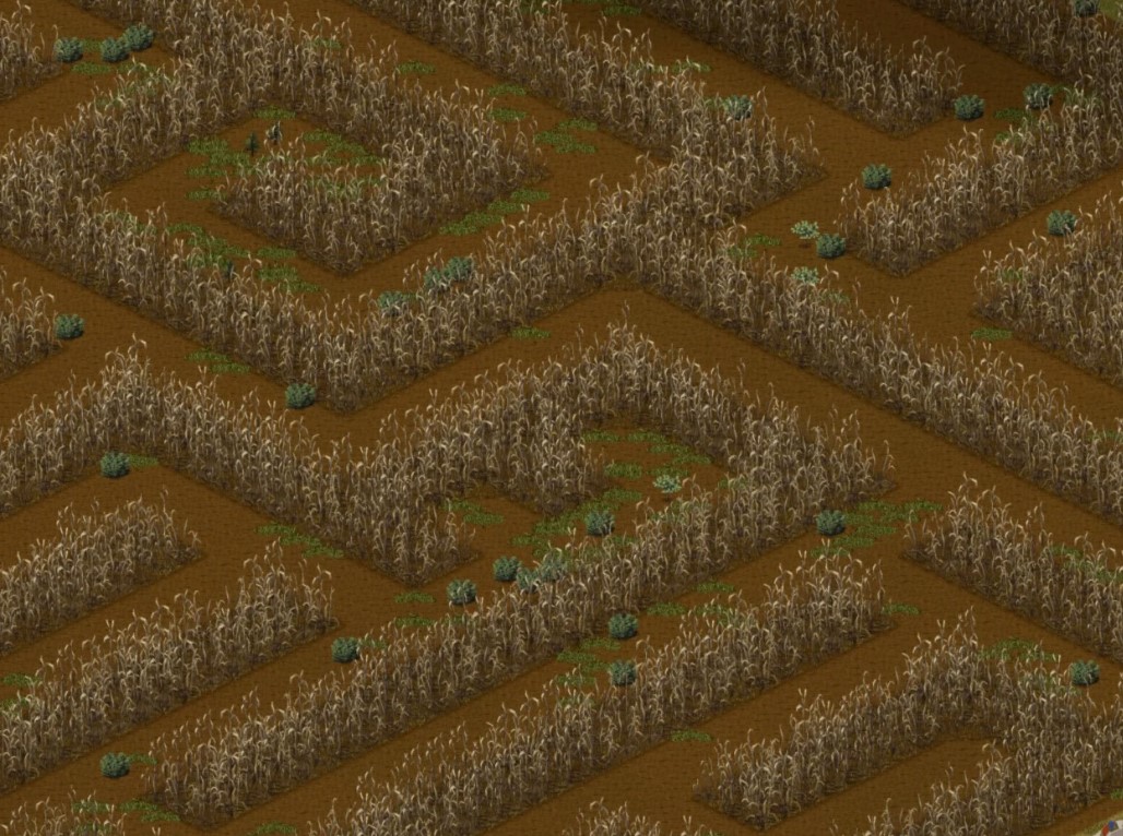 A corn maze