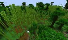 A bamboo jungle