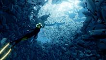  Diver swims among a huge school of fish ranging from small minnows to large sharks