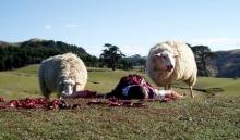 2 sheep that just killed a human