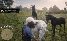While the White and Black Arabian horses are hard to own, the player does encounter a few throughout the story.