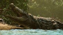 Crocodiles in Far Cry 6 are huge and can take some bullets to put down