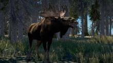 This is an in-game picture of what the moose in Far Cry 5 look like. 