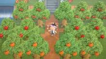 Plenty of players have placed trees to make their own orchard - with every type of fruit combined!