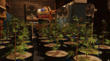 Grow your own marijuana enterprise.