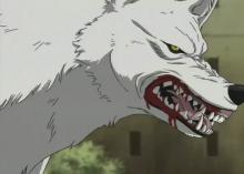 Kiba's true form is actually that of a white wolf.