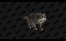 Lots of cats in BFA
