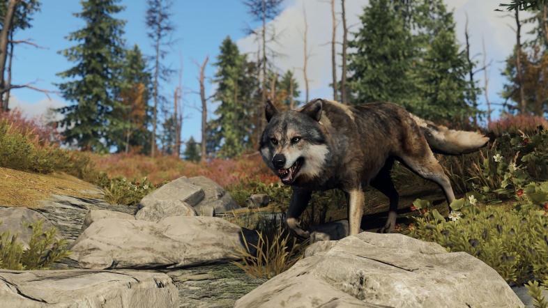 A picture of a wolf