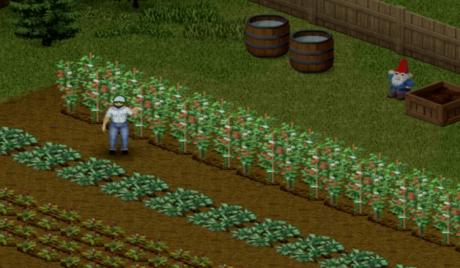 Project Zomboid top crops to farm